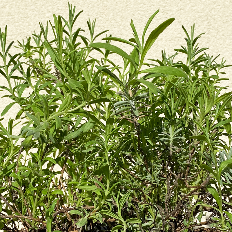 Lavandula ang 'Munstead' 3.5"