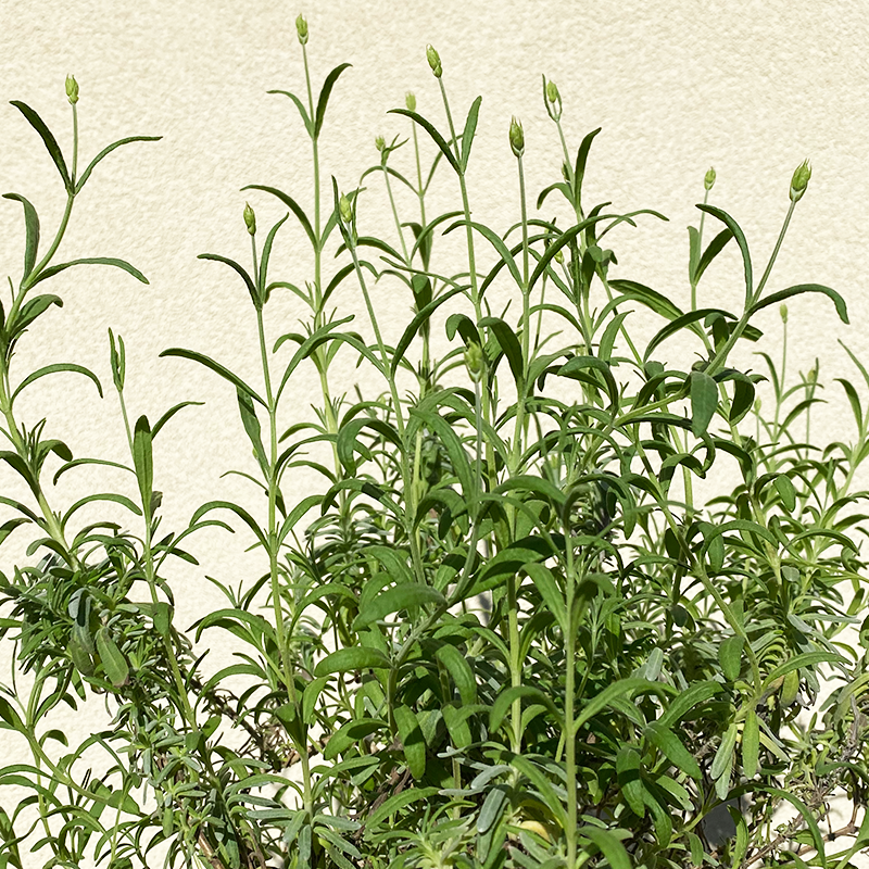 Lavandula ang 'Munstead' G01
