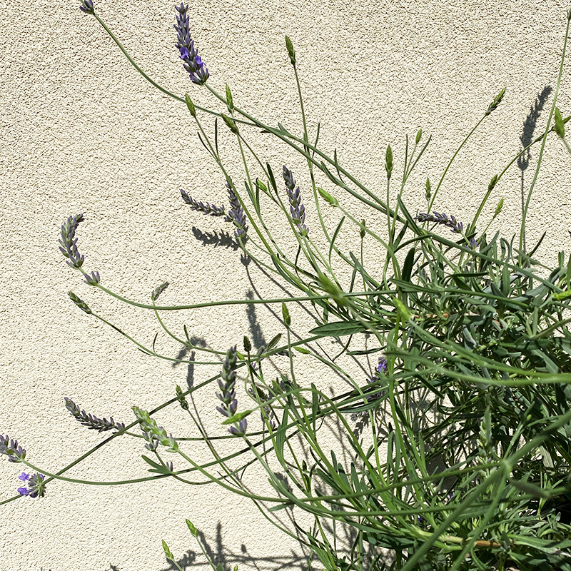 Lavandula x inter 'Phenomenal' #3
