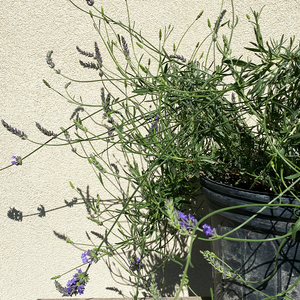 Lavandula x inter 'Phenomenal' #3