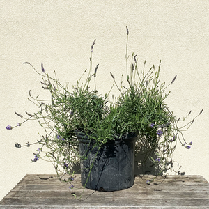 Lavandula x inter 'Phenomenal' #3