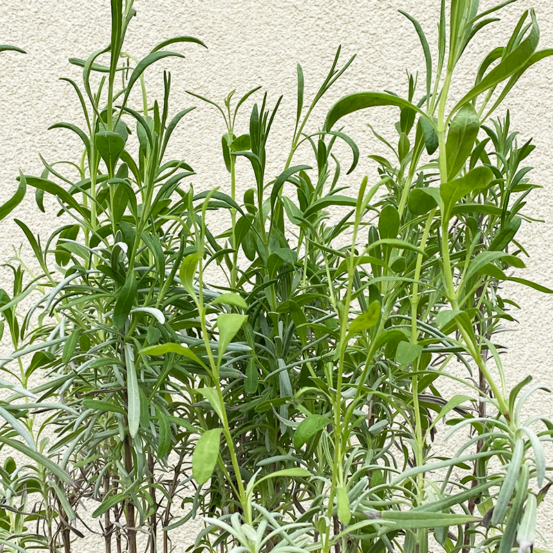 Lavandula x inter 'Provence' 3.5"