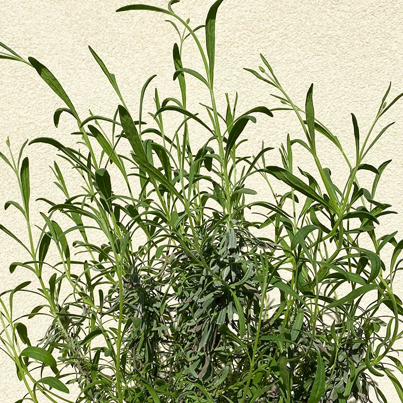 Lavandula x inter 'Phenomenal' G01