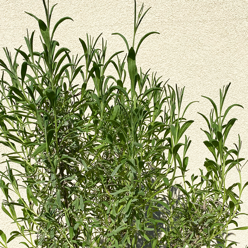Lavandula x inter 'Provence' G01