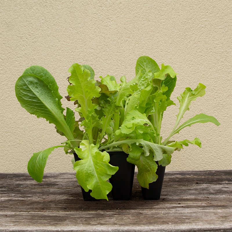 Lettuce Mix 'Allstar Gourmet' 6 Pack
