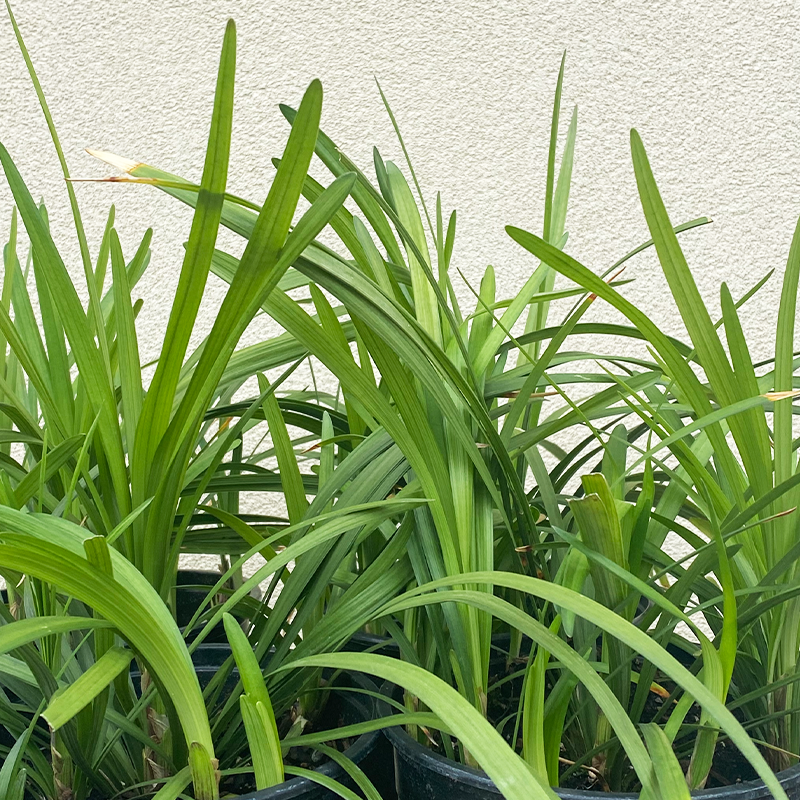 Liriope mus 'Big Blue' G01