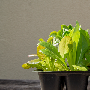 Little Gem Lettuce Trio 'Cegolaine/Newham/Rosaine' 6 Pack