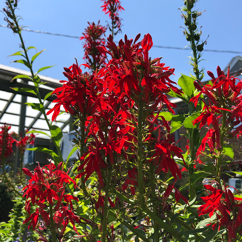 Lobelia cardinalis G01