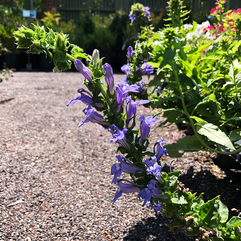 Lobelia siphilitica G01
