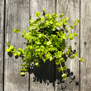 Lysimachia 4"