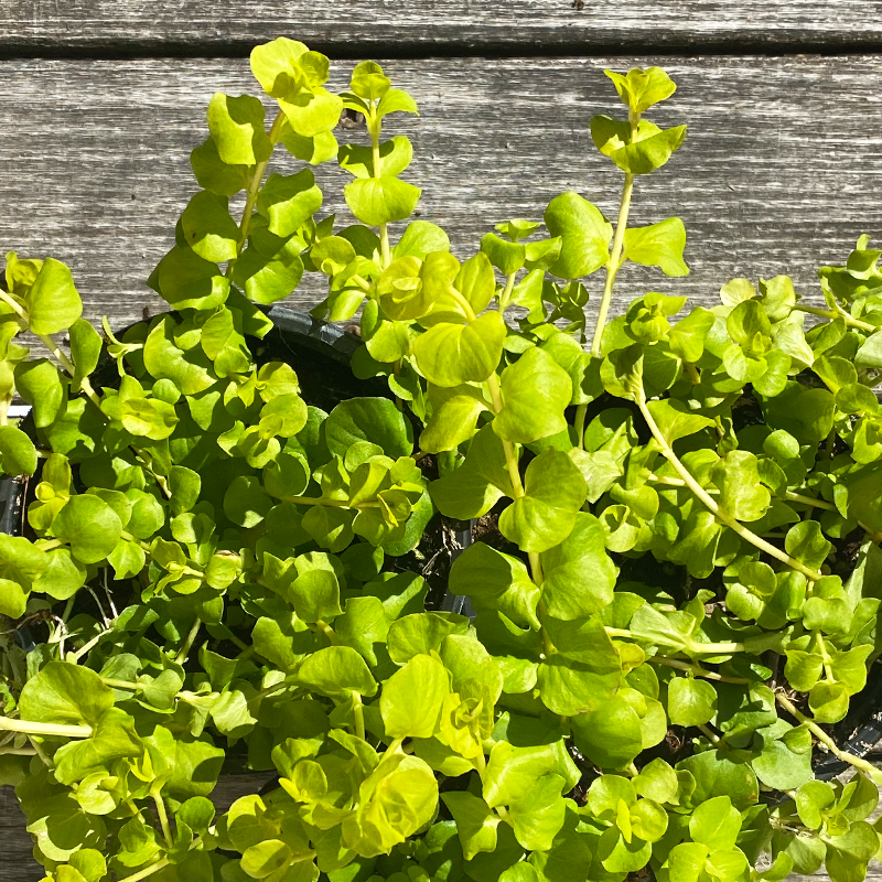 Lysimachia 4"