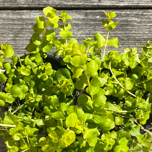 Lysimachia 4"