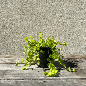 Lysimachia 4"