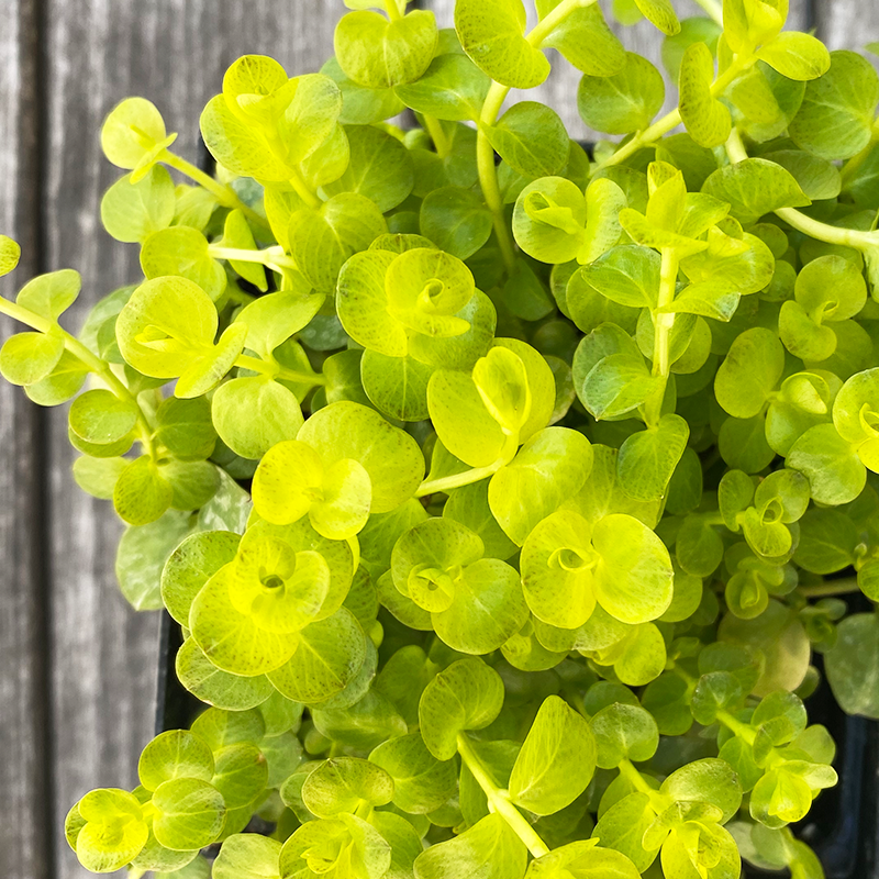 Lysimachia num 'Aurea' Q01