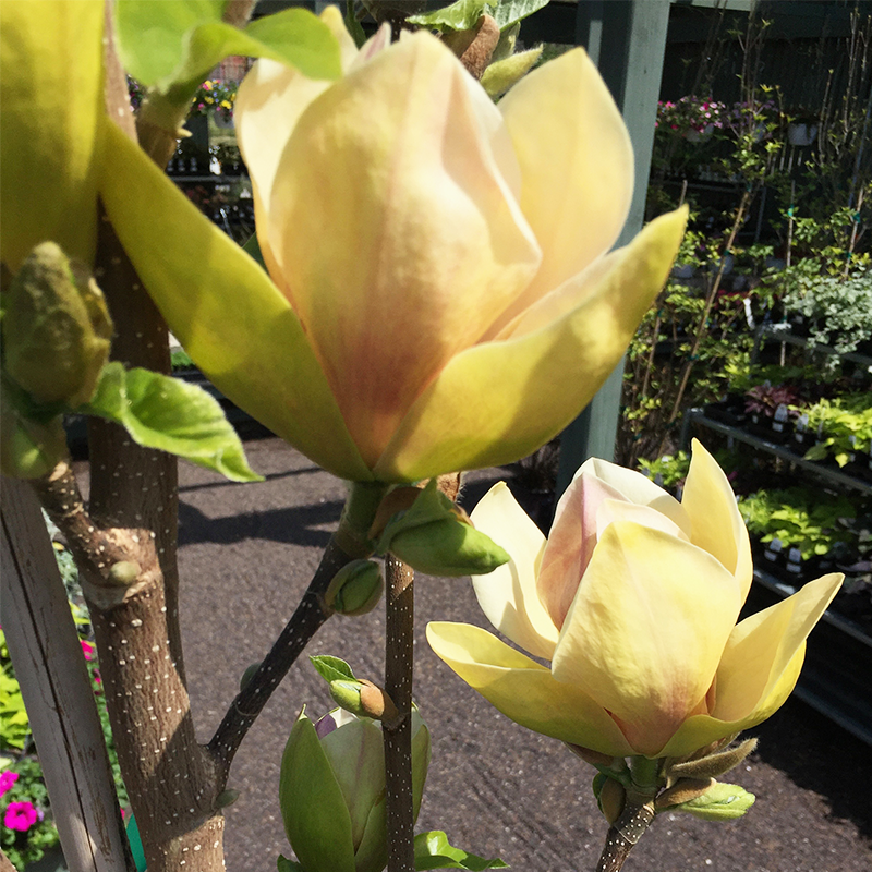 Magnolia 'Elizabeth'