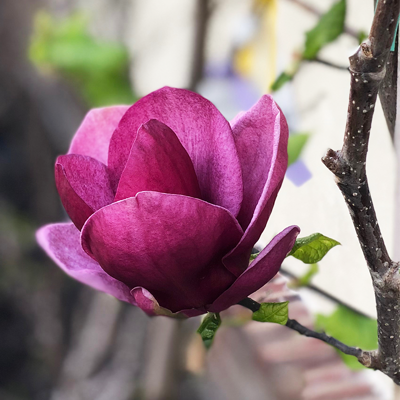 Magnolia sou 'Genie'