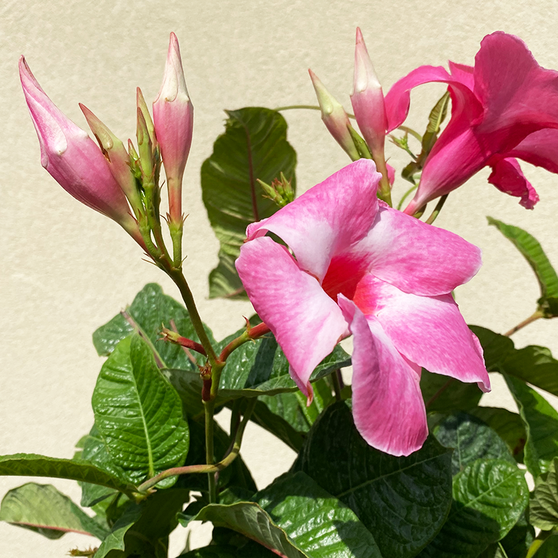 Mandevilla Pink 10" Trellis