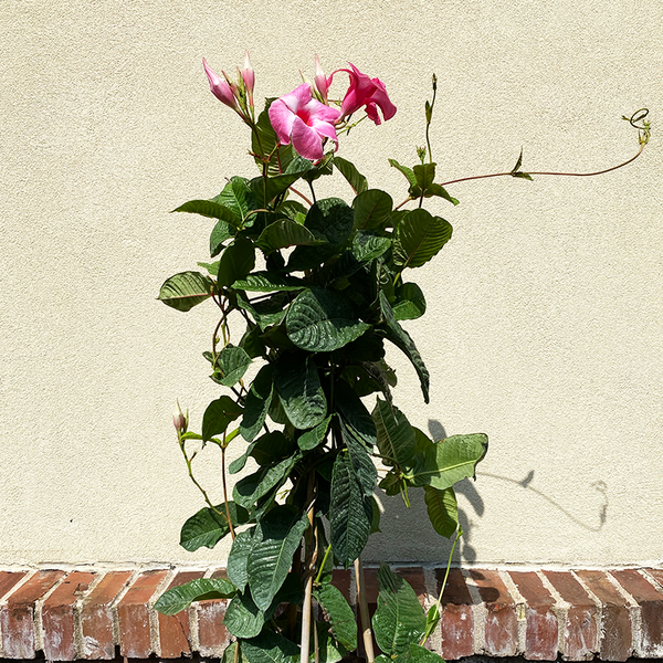 mandevilla plant trellis Mandevilla Pink 12" Trellis