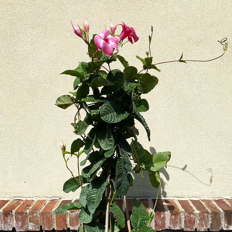 Mandevilla Pink 12