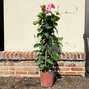 Mandevilla Pink 10" Trellis