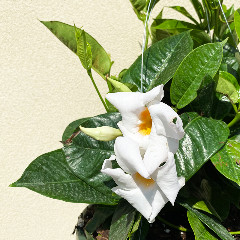 Mandevilla White 12" Trellis