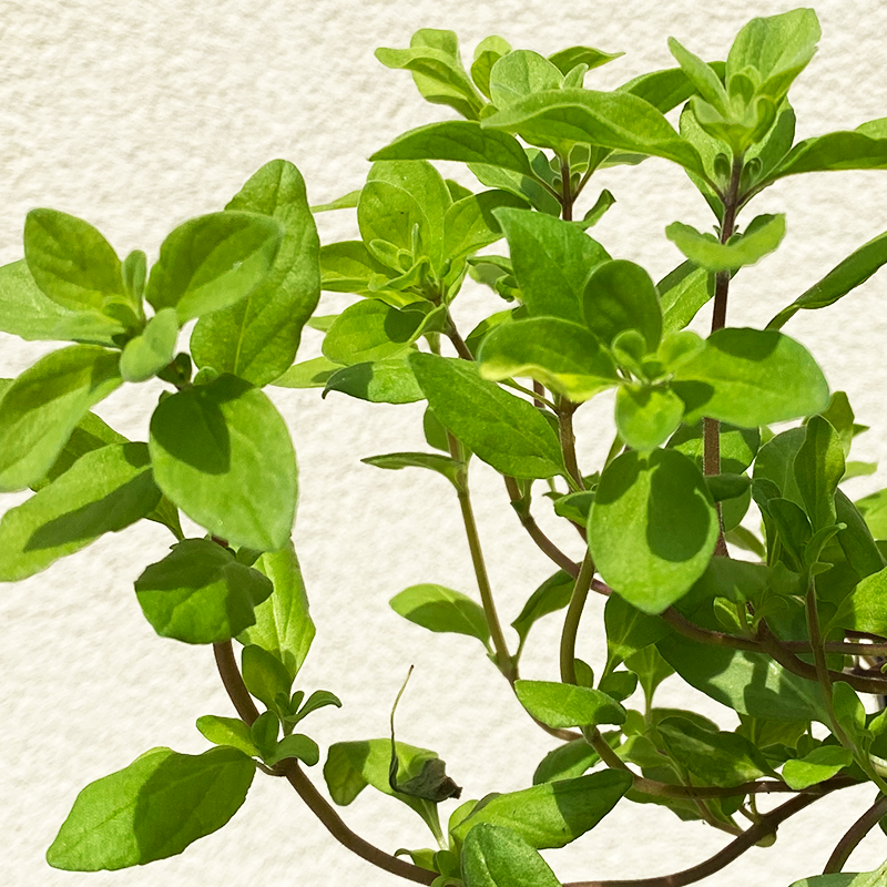 Marjorana hortensis 3.5"