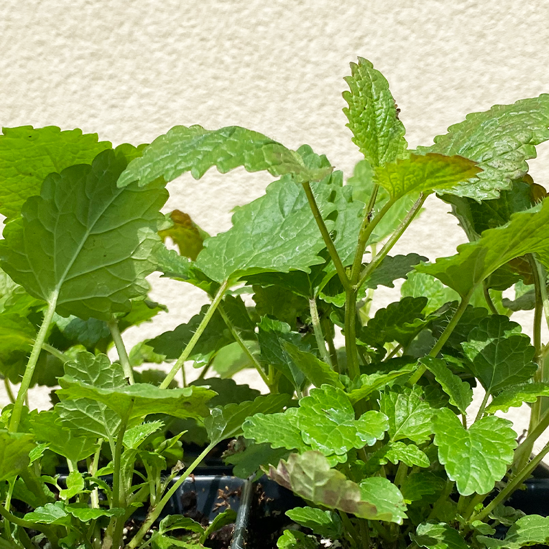Melissa officinalis 3.5"
