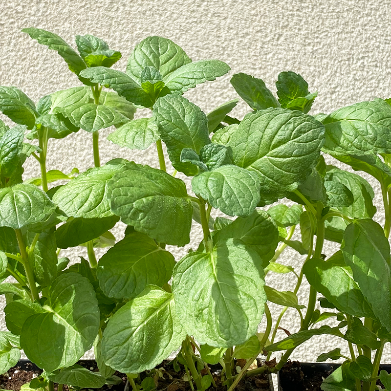 Mentha pip 'Grapefruit' 3.5"