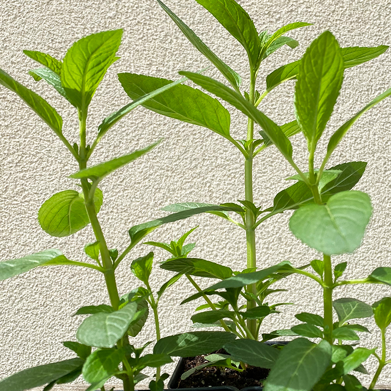 Mentha x piperita 3.5"