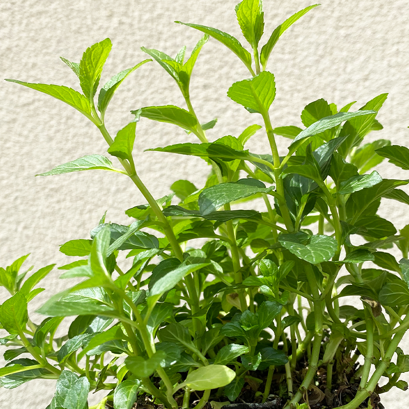 Mentha x villosa 3.5"
