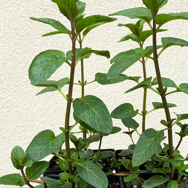 Mentha pip 'Chocolate' 3.5"