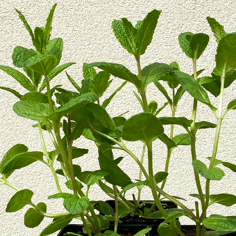 Mentha spic 'Kentucky Colonel' 3.5"