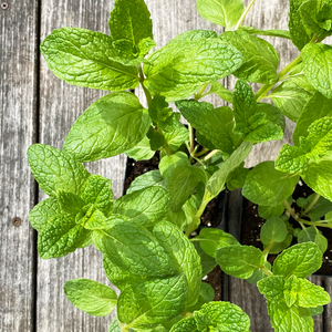 Mentha spic 'Kentucky Colonel' 3.5"