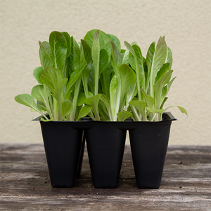 Lettuce Duo Mini-Romaine 'Breen/Dragoon' 6 Pack