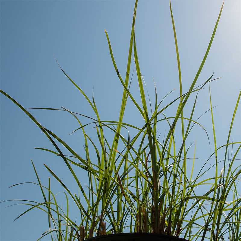 Miscanthus sin 'Malepartus' #2