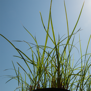 Miscanthus sin 'Malepartus' #2