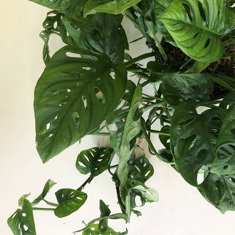 Monstera adansonii  8" Hanging Basket