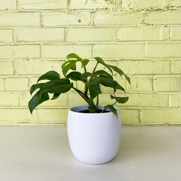 monstera adansonii size Monstera adansonii