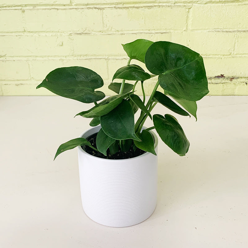 large philodendron monstera Monstera deliciosa