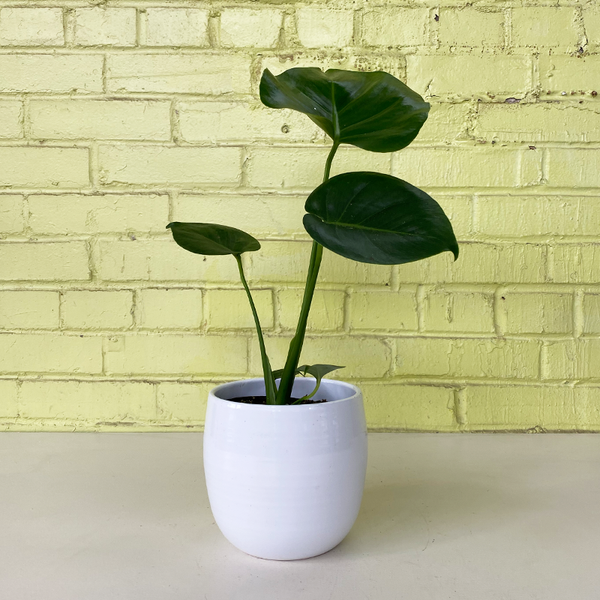 monstera deliciosa bont Monstera deliciosa