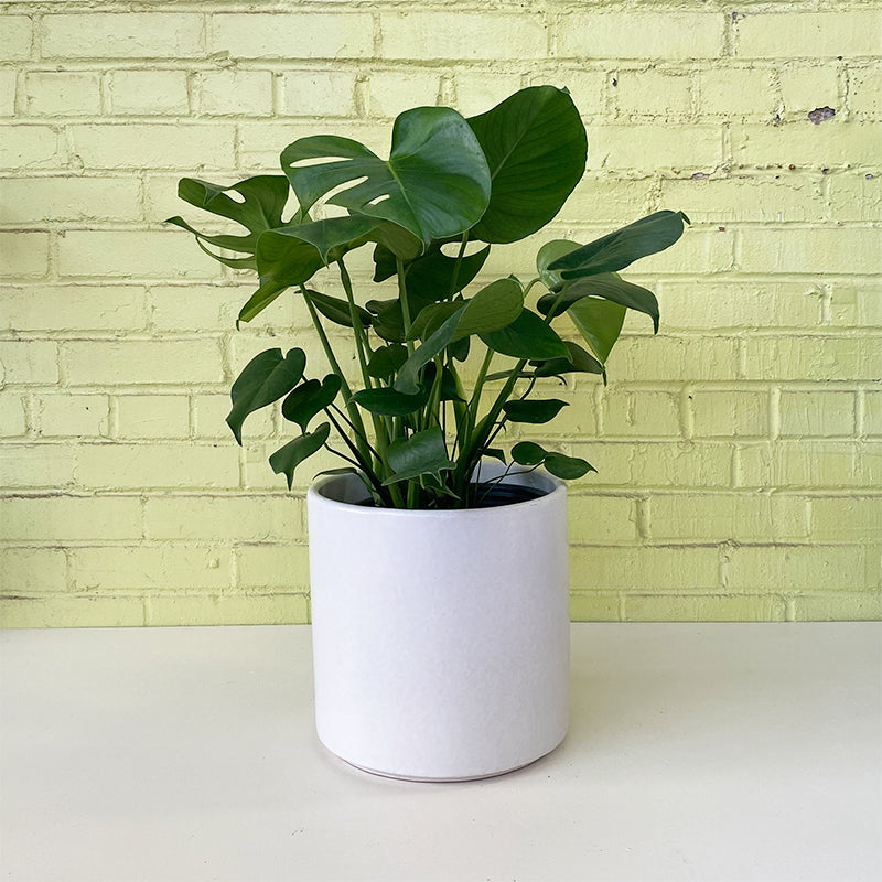 immature monstera deliciosa Monstera deliciosa