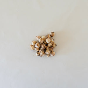 Muscari 'Peppermint'' Bulb Pk/25