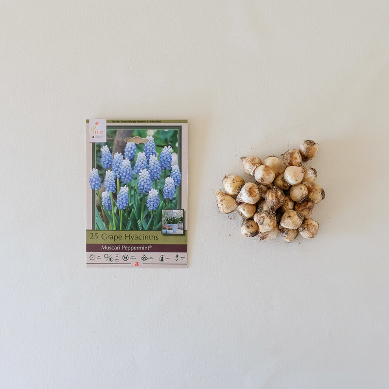 Muscari 'Peppermint' Bulb Pk/20