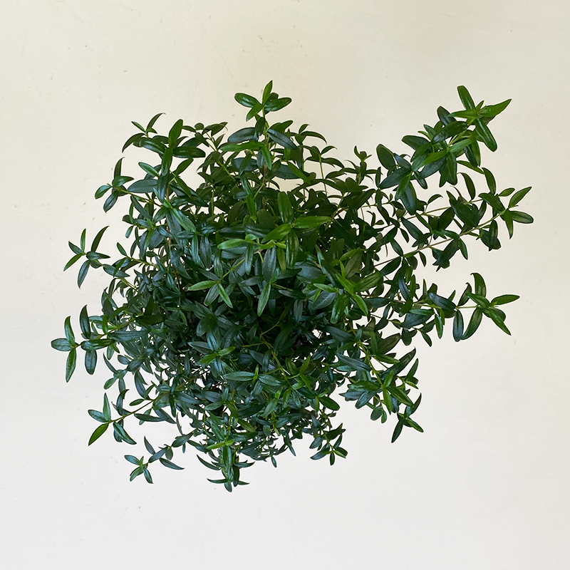 Myrtle Topiary 4" Bowood Farms