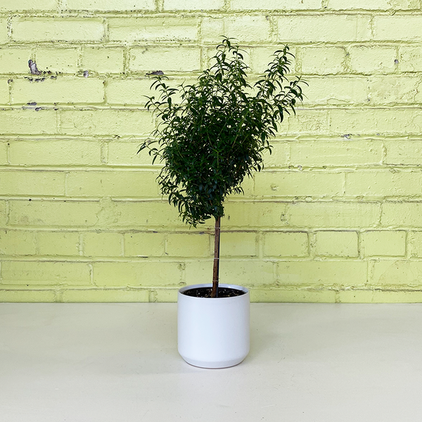 Myrtle Topiary 4" Bowood Farms