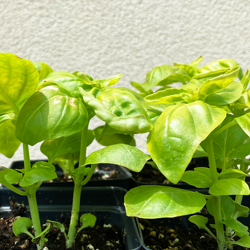 Ocimum bas 'Dolce Fresca' 3.5"