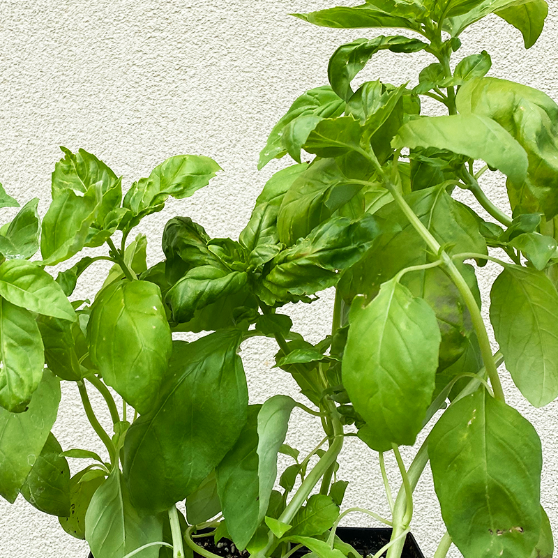 Ocimum bas 'Italian Large Leaf' 3.5"