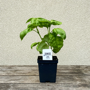 Ocimum bas 'Lettuce Leaf' 3.5"