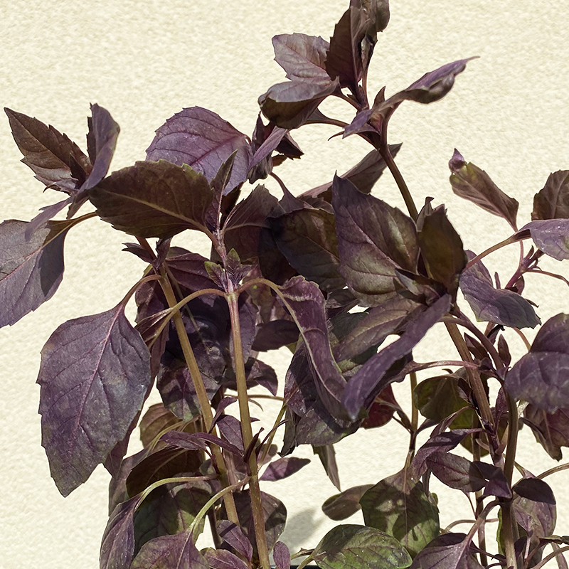 Ocimum bas 'Red Rubin' 3.5"