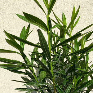 Oleander Pink 10"